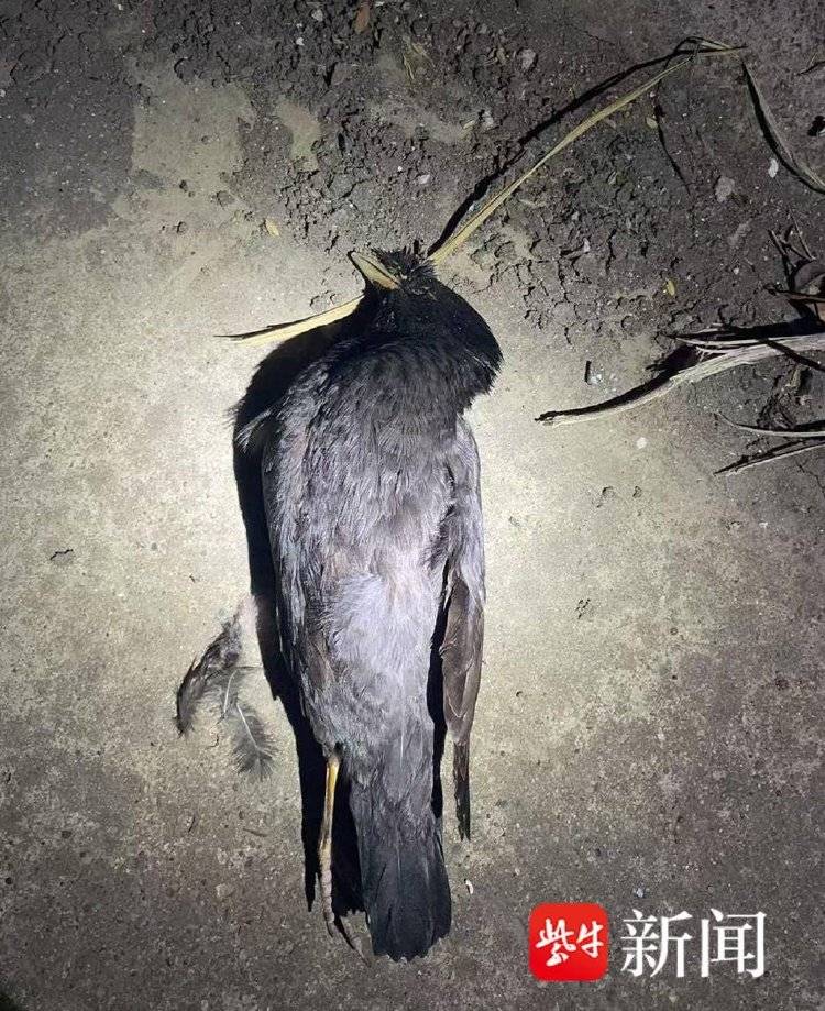 皇冠信用盘正网
_每天下班“弹弓打鸟”皇冠信用盘正网
,冰箱内“攒”44只待食,“馋嘴男”涉刑事犯罪