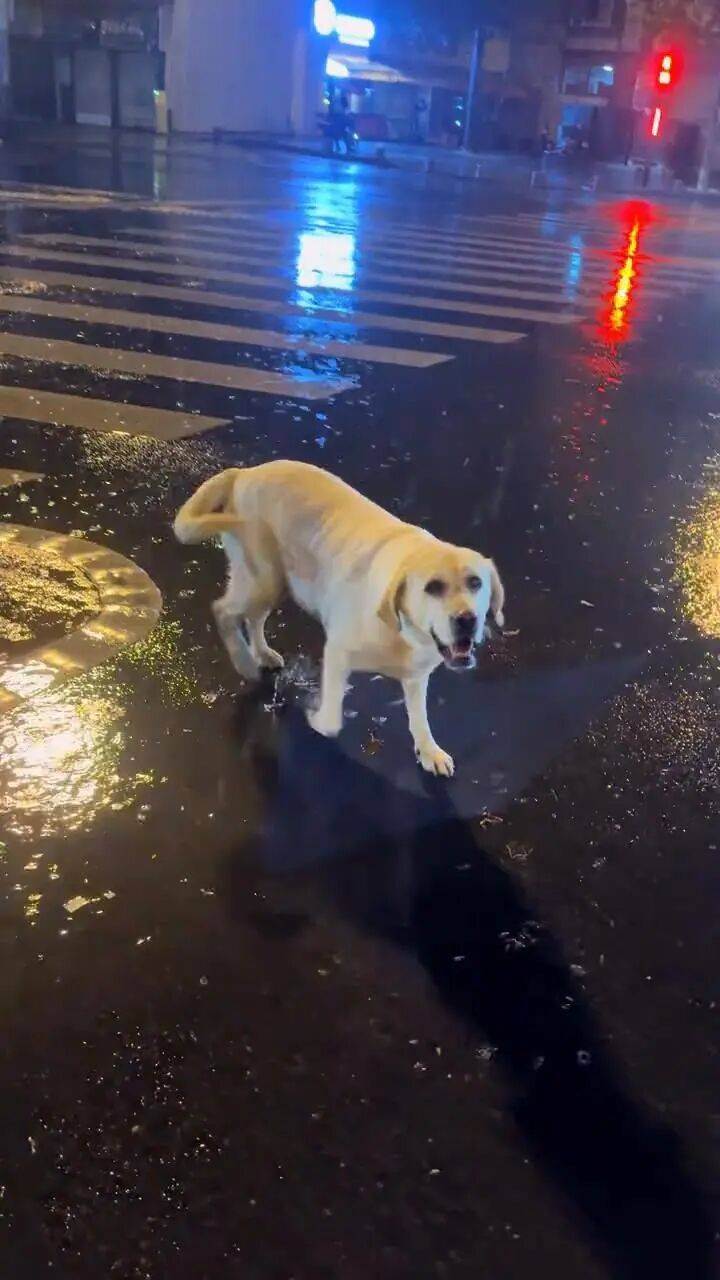 信用平台出租
_青岛一只拉布拉多犬走失三月后信用平台出租
，长沙街头被网友发现并收留，目前犬只已被送回犬主身边