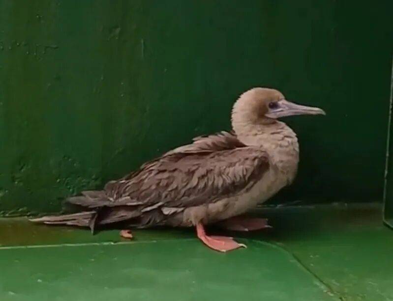 皇冠信用盘会员申请
_时隔114年皇冠信用盘会员申请
，它再次现身中国，罕见物种重现引关注