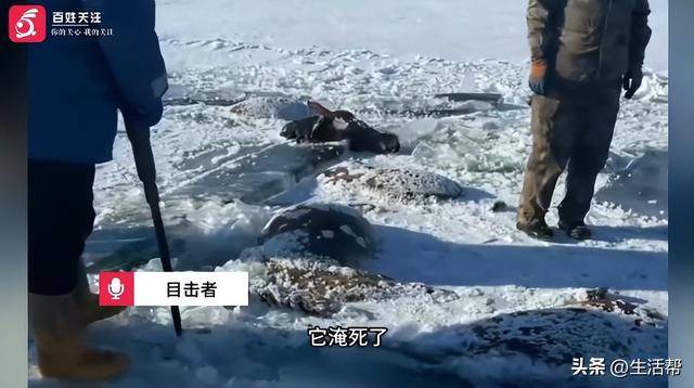 皇冠信用網如何注册_黑龙江一水库冰面下发现13匹冰冻马皇冠信用網如何注册，主人：马扎堆喝水坠落淹死，当天零下二三十度