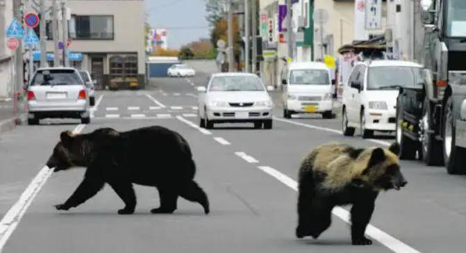 玻利维亚职业联赛杯_日本半年多捕杀近万头熊 焚烧厂负责人：熊尸源源不断地被送进来玻利维亚职业联赛杯，远超预期
