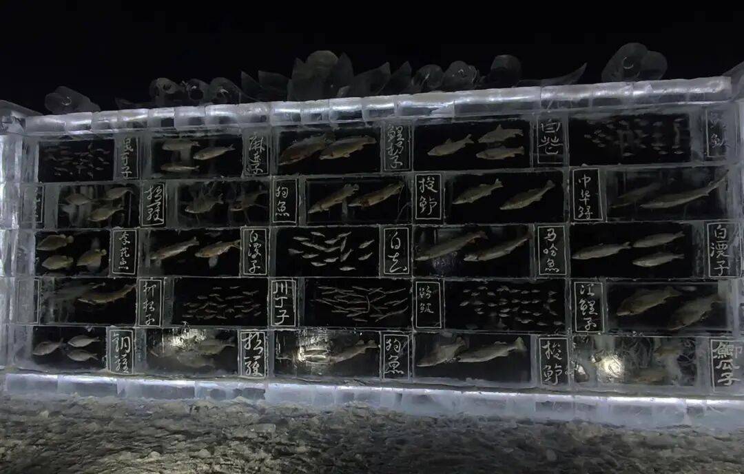 里加vs布拉格斯巴达_黑龙江三江口景区现3米高“冰封鱼墙”里加vs布拉格斯巴达，中华鲟等20余种江鱼成“冰琥珀”，去年这些鱼展后还被竞拍
