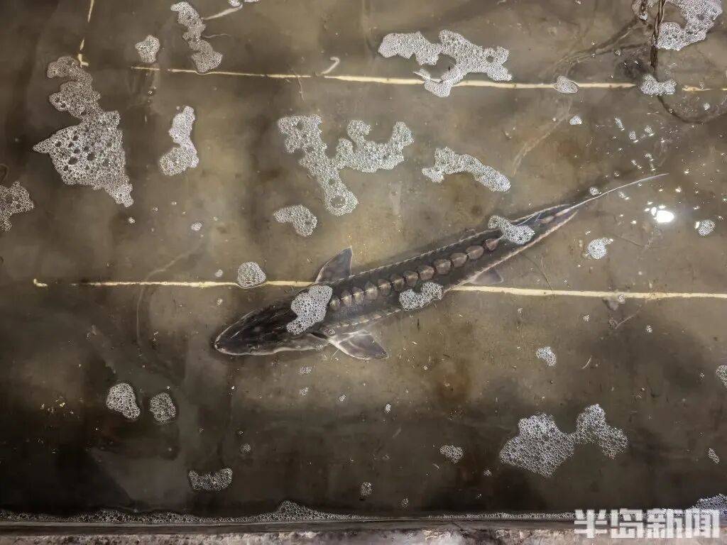 信用网如何申请_神奇！青岛渔民出海捕到一条怪鱼信用网如何申请，身价昂贵！